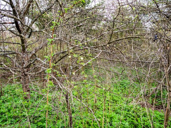 Underbrush Clearing in Avon