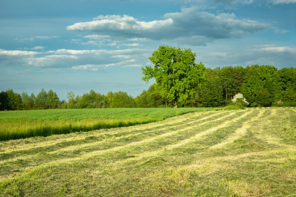 Cost of Vegetation Removal in Avon