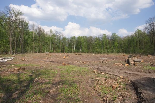 Cost of Pasture Clearing in Avon
