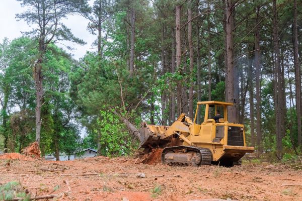 Forest Thinning in Avon