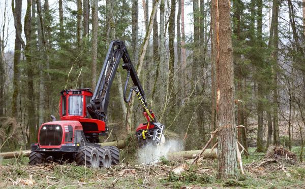 Cost of Forest Clearance Service in Avon