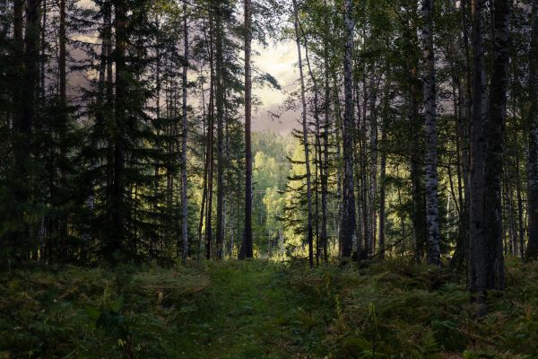 Cost of Pine Tree Clearing in Avon
