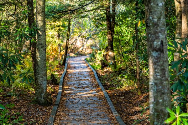 Cost of Trail Clearing in Avon