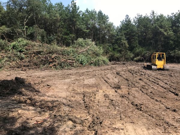 Cost of Thicket Clearing in Avon